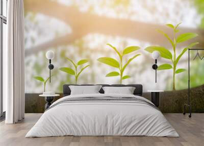 Green plant growing growth in sunshine lighting and natural tree bokeh background. Ecology business increase financial progress concept. Earth Day Wall mural