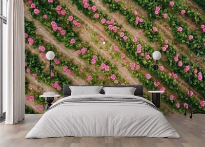 Pink rose flower plantation botanical garden aerial view Wall mural