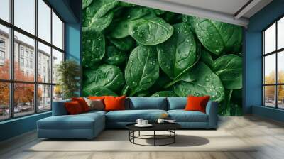 Spinach green closeup leaves pattern vegetable agriculture background Wall mural