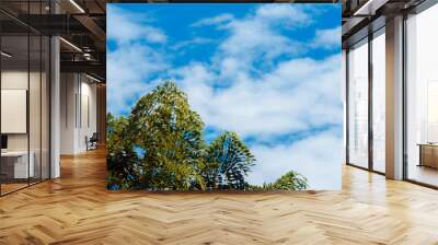 trees and sky Wall mural