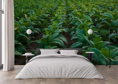 Landscape view of Tobacco fields at sunset in countryside of Thailand Wall mural