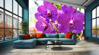 orchid on a green background Wall mural