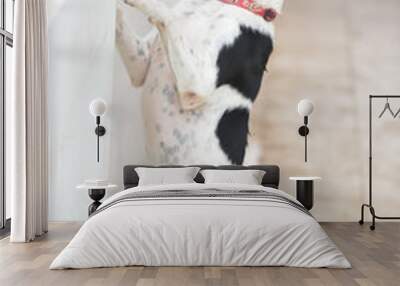 
dog standing on two legs Wall mural