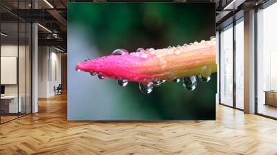 Close up Pink flowers with drops of water after the rain passed. Wall mural