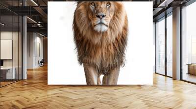 A Close-Up of lion isolated on transparent background Wall mural