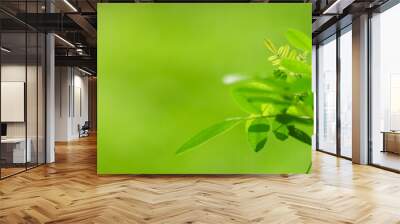 Closeup of beautiful nature view green leaf on blurred greenery background in garden with copy space using as background cover page concept. Wall mural