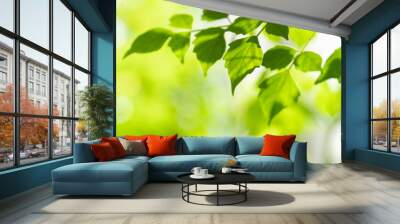 Closeup of beautiful nature view green leaf on blurred greenery background in garden with copy space using as background cover page concept. Wall mural