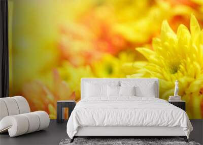 Closeup of orange and yellow Mums flower with copy space using as background natural flora, ecology cover page concept. Wall mural