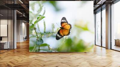 View of orange butterfly on white flower with green nature blurred background  with copy space using as background insect, natural, ecology, fresh cover page concept. Wall mural