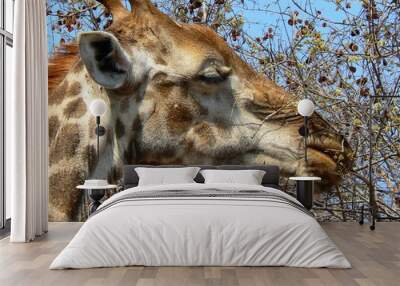 Giraffe browing Wall mural