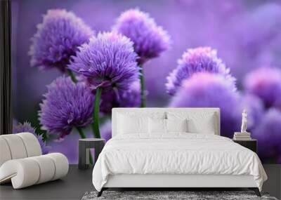 Beautiful flowering purple plant - chives. Natural colorful background in sunny and summer day.(Allium schoenoprasum) Wall mural