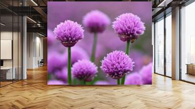 Beautiful flowering purple plant - chives. Natural colorful background in sunny and summer day.(Allium schoenoprasum) Wall mural