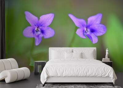 Beautiful spring purple flowers in the grass. First spring flowers.  (Viola odorata). Wall mural