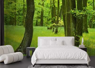 Green nature background. Forest, trees and sun rays. Colorful spring nature background. Wall mural