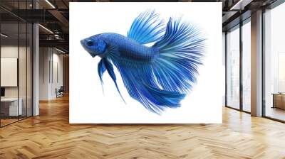 A blue fish with a long tail and a blue fin isolated on a transparent background Wall mural