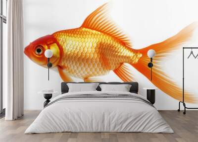 A gold and red fish swimming in a tank isolated on a transparent background Wall mural