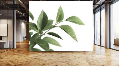 A leafy green plant with a stem and a leaf. The leaf is green and has a shiny appearance Wall mural