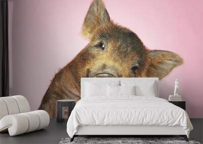 closeup portrait of a brown pig against pink background Wall mural