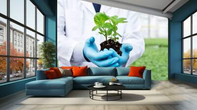 Midsection of male biochemist holding seedling at greenhouse Wall mural