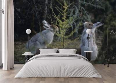 Two hares nibbling on small tree Wall mural