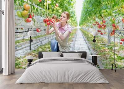 Young female farmer picking tomatoes in Greenhouse Wall mural