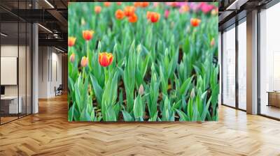 Fresh colorful tulips in warm sunlight Wall mural