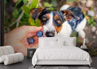 joyful dog eagerly reaches for fresh blueberries, showcasing playful interaction between pet and owner. vibrant greenery adds to cheerful atmosphere Wall mural