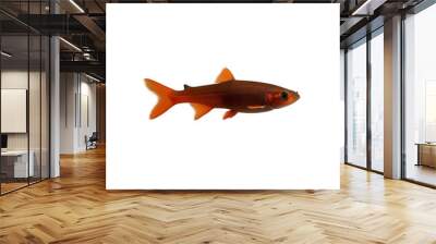 TRANSPARENT PNG ULTRA HD 8K A solitary cardinal tetra floating with its vivid red and blue colors and delicate fins standing out vividly against a transparent background Wall mural