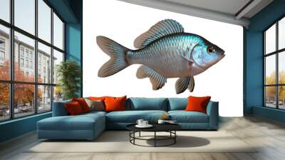 TRANSPARENT PNG ULTRA HD 8K A solitary Gourami fish with vibrant colors and elongated fins, gracefully swimming against a transparent background, showcasing its serene and elegant form Wall mural