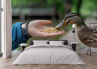 A duck eating from a person's hand near a pond, creating a close interaction with wildlife in a natural environment. Wall mural