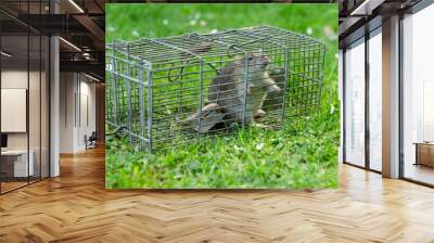 Brown rat caught in a wire trap.  Facing forward.  Garden setting with green grass and daisies.  Scientific name: Rattus norvegicus.  Horizontal.  Space for copy. Wall mural