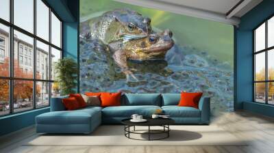 Frogs.  Two common garden frogs.Scientific name: Rana Temporaria, mating in a garden pond, surrounded by frogspawn.  First signs of Spring. Facing right,  Blurred background.  Space for copy. Wall mural