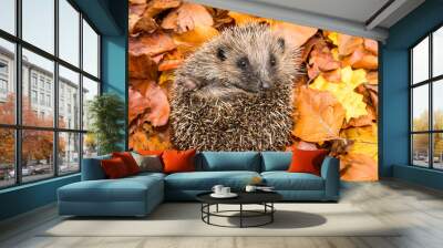 Hedgehog in autumn (Scientific name: Erinaceus Europaeus) wild, free roaming hedgehog, taken from a wildlife garden hide to monitor health and population of this declining mammal, space for copy	 Wall mural