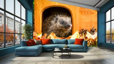 Hedgehog in his house, wild, free roaming hedgehog, taken from inside a wildlife garden hide to monitor health and population of this favourite but declining mammal, space for copy	 Wall mural