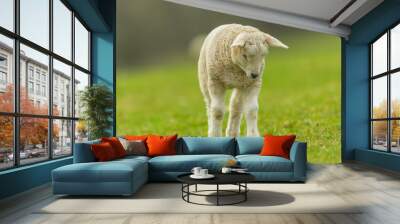 Lamb in Springtime.  An inquisitive young lamb stood up and looking  down at  a buzzing insect.  Facing forward. Close up.  Clean background. Space for copy. Wall mural