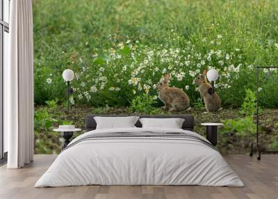 Rabbits. Two wild, native young rabbits (Oryctolagus cuniculus) on the edge of farmland with white Dog Daisies and facing left.  Summertime. North Yorkshire, England, UK.  Horizontal.  Space for copy. Wall mural