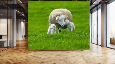 Texel ewe (female sheep) with twin, newborn lambs, in lush green meadow.  A tender moment between mum and baby. Yorkshire, England.  Landscape, Horizontal.  Space for copy. Wall mural