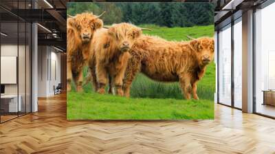 Three beautiful, shaggy Highland cows  in Autumn. Facing camera.  Two cows have their mouths open, stood in lush green pasture with coniferous forest behind.  Yorkshire Dales, UK.  Horizontal Wall mural