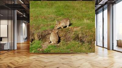 Two affectionate wild rabbits in Summer.  One rabbit is snuggling up to the other rabbit who seems to be kissing her head. Close up.  Scientific name: Oryctolagus cuniculus.  Space for copy. Wall mural