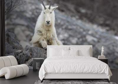 Mountain goat on rock ledge Wall mural