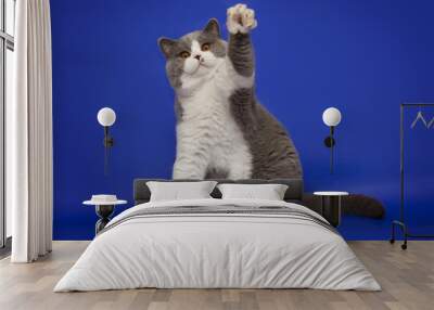 A fat, handsome British cat waving his paw on a studio blue background. Wall mural