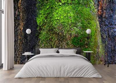 Green bark of tree with moss in the forest nature background Wall mural