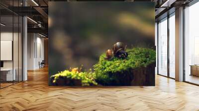 Two snails turned away in different directions early in the morning on a stump with moss in the forest Wall mural