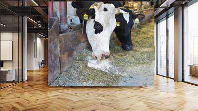 Two cows in stable eating hay. Wall mural