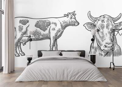 cows. hand drawn in a graphic style. vintage vector engraving illustration for info graphic, poster, Wall mural