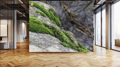 green moss on rocks Wall mural