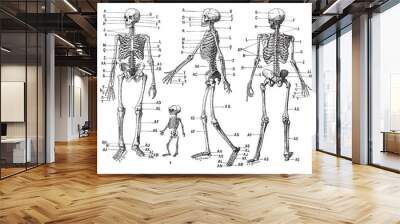 human skeleton, vintage engraving. Wall mural