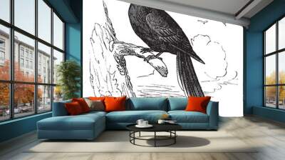 passenger pigeon or wild pigeon (ectopistes migratorius), vintag Wall mural