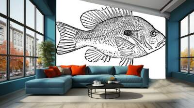 Sunfish, vintage illustration Wall mural