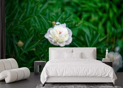 Peony flowers in the garden Wall mural